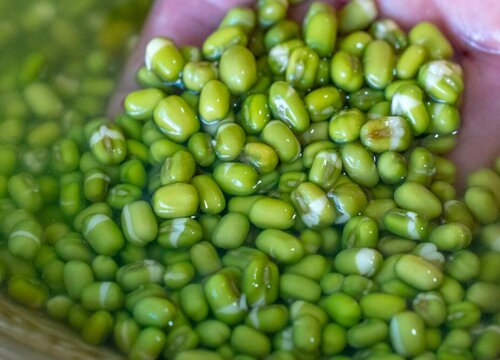 生发绿豆芽的正确方法 绿豆怎样发豆芽又快又简单