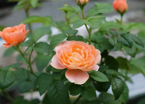 果汁阳台叶子发黄怎么办（果汁阳台黄叶掉落怎么回事）