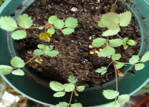 刚服盆成功月季小苗怎么管理（刚移盆月季缓苗快速生长）