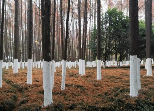 冬天给树刷石灰是什么原因（冬季树上涂石灰浆水作用）
