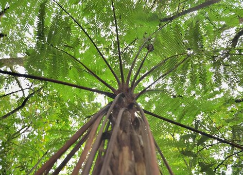 桫椤4