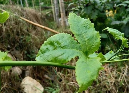 百香果为什么不开花不结果 百香果怎么养才能开花结果