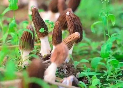 羊肚菌6