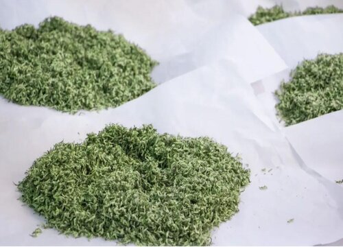 正宗碧螺春茶产地是哪里 碧螺春哪里的产地好喝