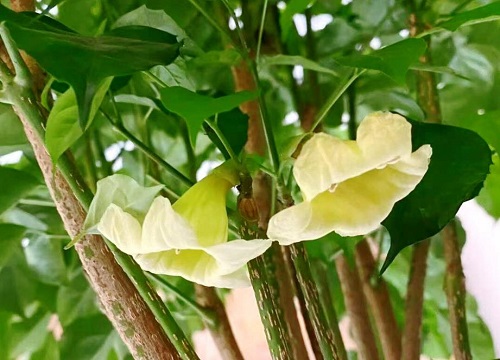 幸福树会开花吗 幸福树几年开一次（开花是什么样子）
