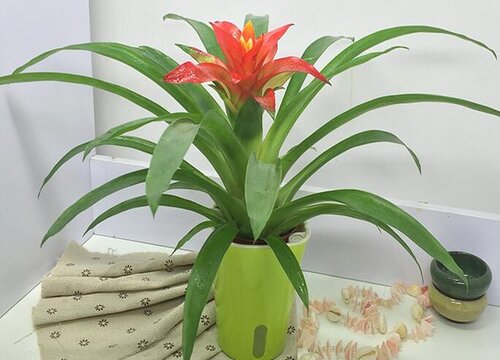 阳台养十种花最好旺财 家里客厅阳台放什么植物风水好