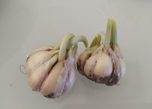 大蒜发芽了以后还能吃吗 发芽的大蒜怎么处理还能食用