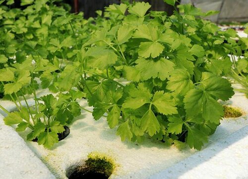 香菜根能种出香菜吗 用香菜根种香菜的方法和步骤