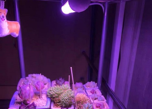 多肉补光灯对人体有伤害吗 植物补光灯会辐射伤眼睛吗