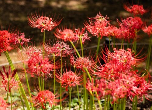 石蒜花可以养在家里吗 风水上家里种石蒜花不吉利吗