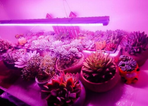 灯光可以代替阳光养花吗 花卉没阳光可以用灯光代替吗