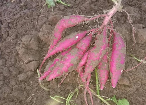 自家种红薯不用肥料可以吗（栽种红薯用化肥和农家肥好）