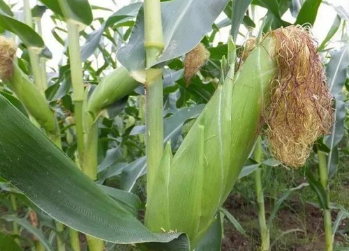 玉米几叶打控旺药最好（玉米控旺最佳时期和注意事项）