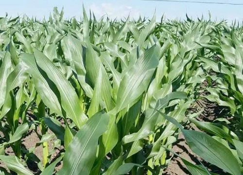 引起玉米倒伏的原因及解决方法（玉米植株倒伏补救措施）