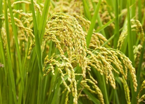 吡唑醚菌酯治水稻纹枯病效果怎么样（主要治什么病害）