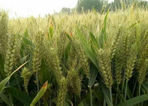 小麦防治倒伏的有效措施（小麦倒伏主要原因及预防方法）