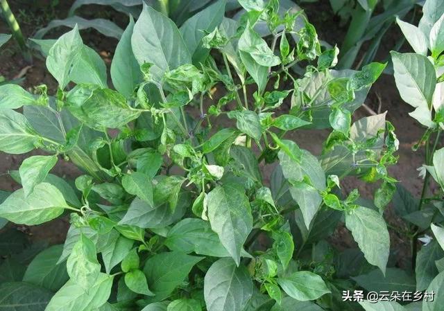 辣椒可以用草木灰施肥吗（草木灰对辣椒苗有害吗）