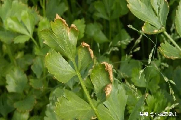 芹菜叶子出现铁锈斑点什么原因（芹菜叶长斑防治方法）