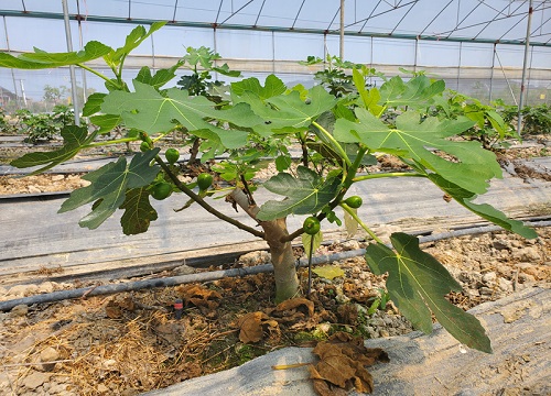 无花果怎么种植方法