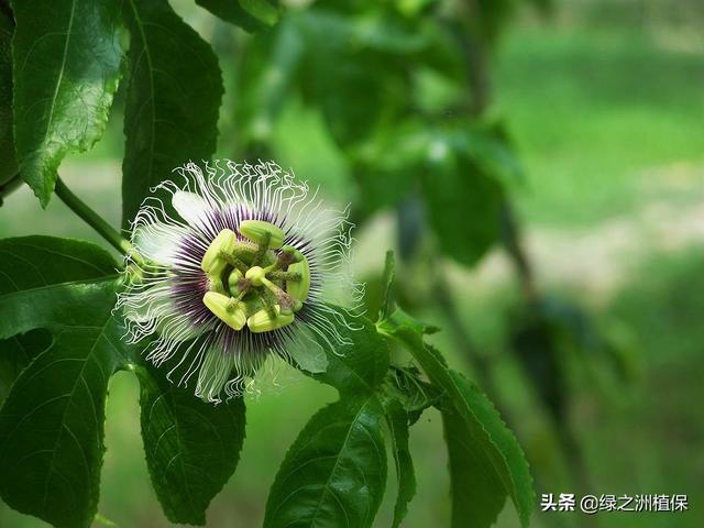 百香果不开花结果的原因（百香果树光开花不结果怎么回事）