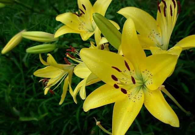 百合花怎么种植方法