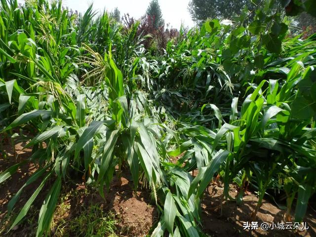 刮风下雨玉米倒了怎么办（暴雨过后玉米倒伏如何管理）