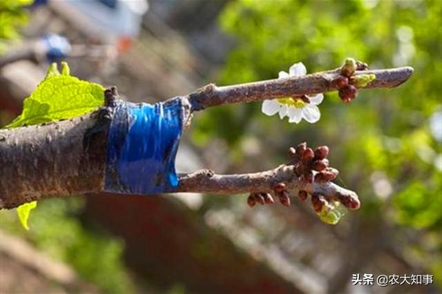 果树嫁接用花芽还是叶芽（用花芽嫁接会长出枝条吗）