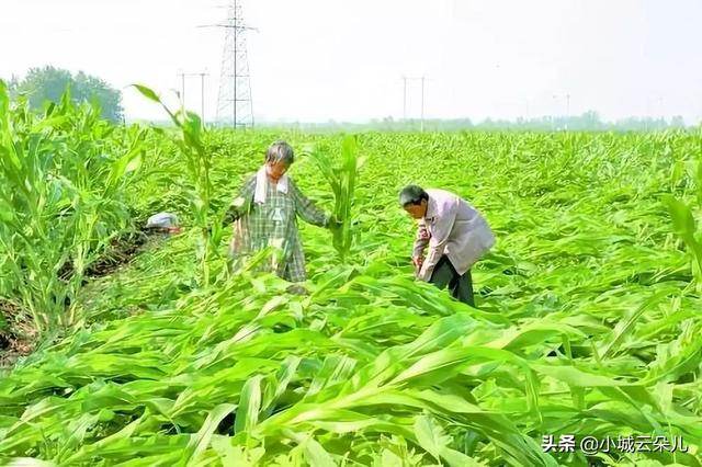 浅析玉米倒伏的原因及防御对策（玉米大面积倒伏防治措施）