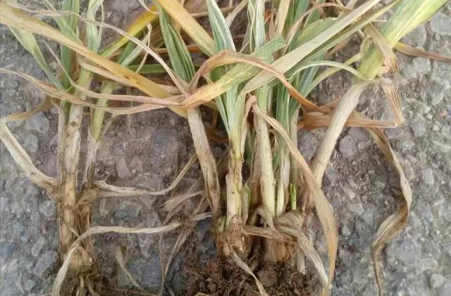 小麦纹枯病防治方法与关键措施（小麦纹枯病用什么药拌种）