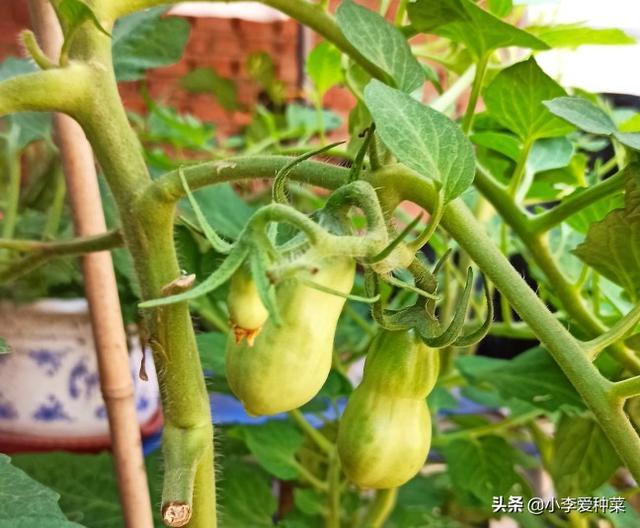 盆栽蔬菜只长叶不结果的原因（花盆种菜为什么不结果）