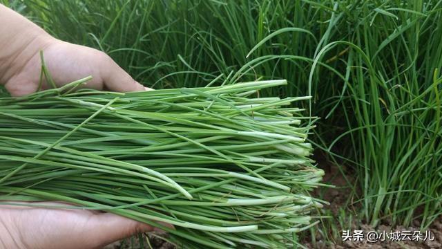 刚割完的韭菜撒草木灰怎么放（割掉后能用草木灰追肥吗）
