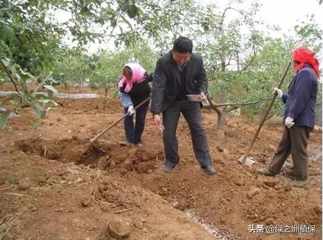 柑橘种植底肥怎么配置（柑橘基肥料什么时期施用最好）