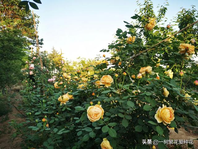 地栽月季施什么肥料最好（地栽月季花施肥开花多的技巧）