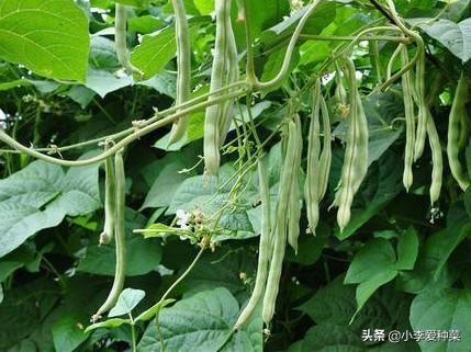 豆角叶子干枯萎什么原因（豆角开花不结豆角枯死解决办法）