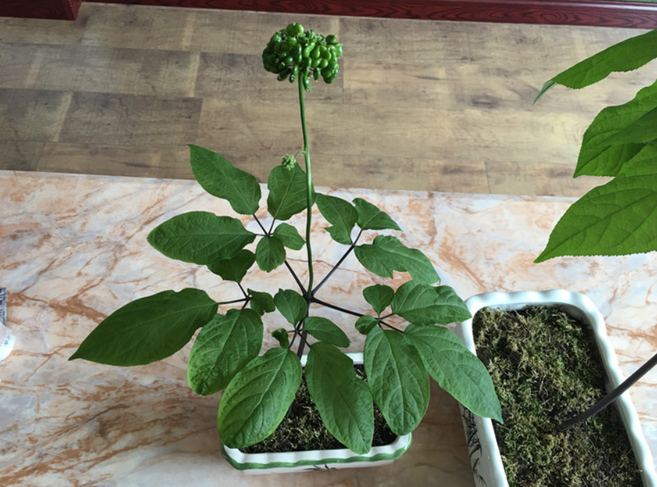 人参栽培技术与种植条件
