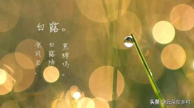 民间一向有白露身不露之说（俗语白露身不露告诉人们意思）