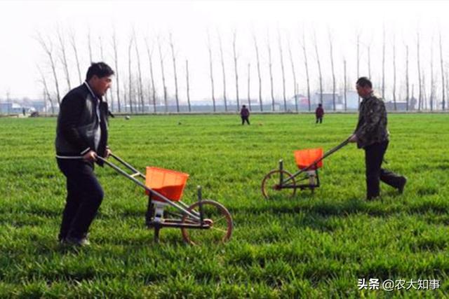 小麦播种机能播化肥吗（小麦底肥是撒施好还是机器播种好）