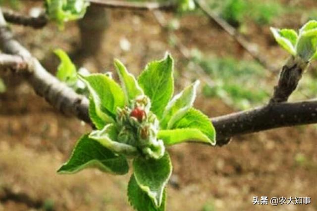苹果树只开花不结果怎么回事（苹果树开花不坐果的原因）