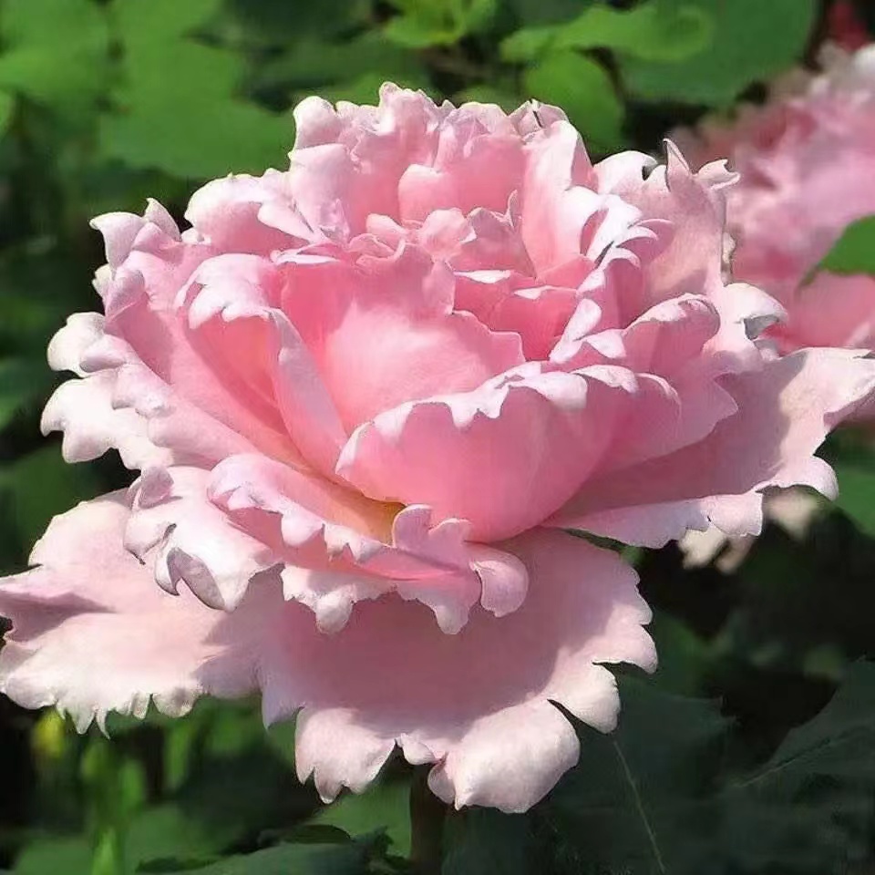 索菲罗莎月季花的优缺点（索菲罗莎月季好养吗，花期多长）