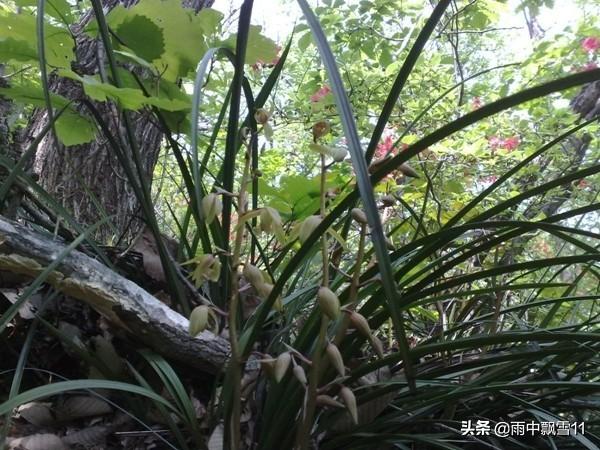 野生蕙兰属于国家保护植物吗（野生蕙兰的生长环境）