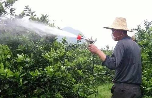 瓜果蔬菜叶面肥的正确使用方法（什么时候打叶面肥好）