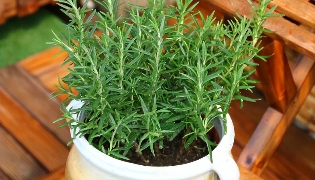 迷迭香怎么种植方法