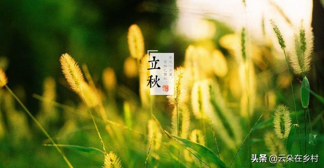 立秋无雨是空秋万物历来一半收（立秋对农作物的影响）