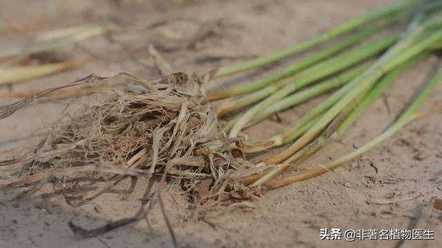 小麦茎基腐病是什么原因引起形成（茎基腐病症状及防治方法）