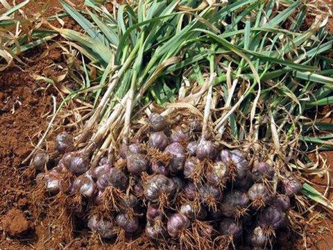 大蒜根部腐烂什么原因造成（种的大蒜发生烂根怎么回事）