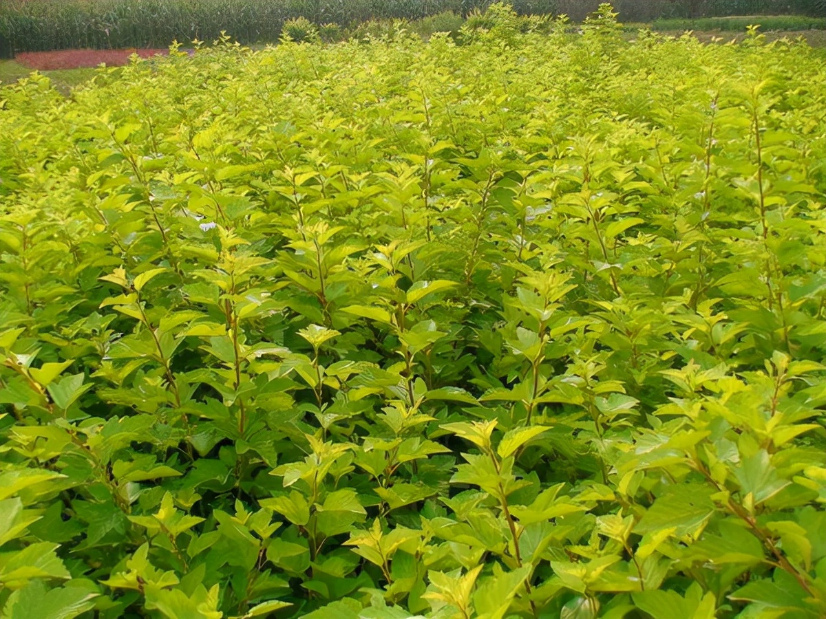 优良的彩叶植物—金叶风箱果可用植物非试管高效快繁技术扩繁