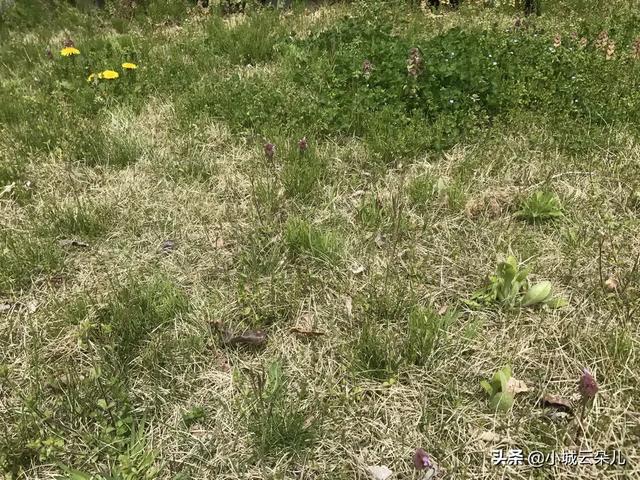 怎么让土地不长杂草（杂草太多的田地里怎么处理）
