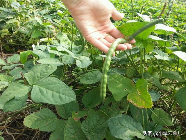 露地豇豆种植方法和技术（地豇豆怎么种植才高产）