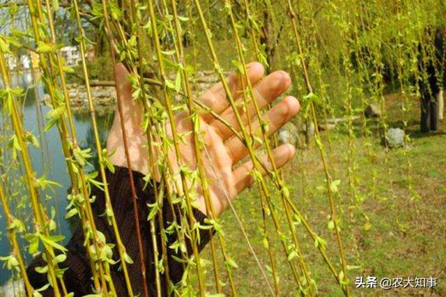 柳树上的嫩芽能吃吗（柳树芽的食用方法及作用）
