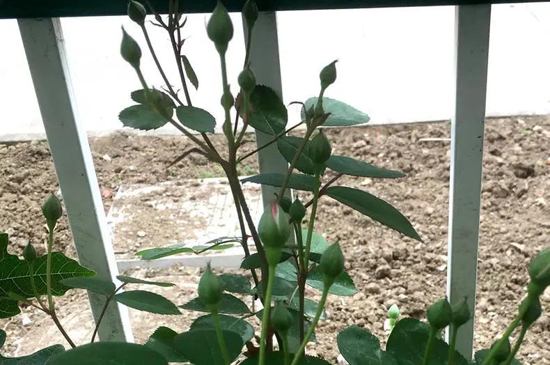 月季花苞一直不开花怎么回事（打了花苞却开不出来花原因）